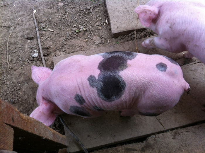 Purcei Pietrain 10 zile 024