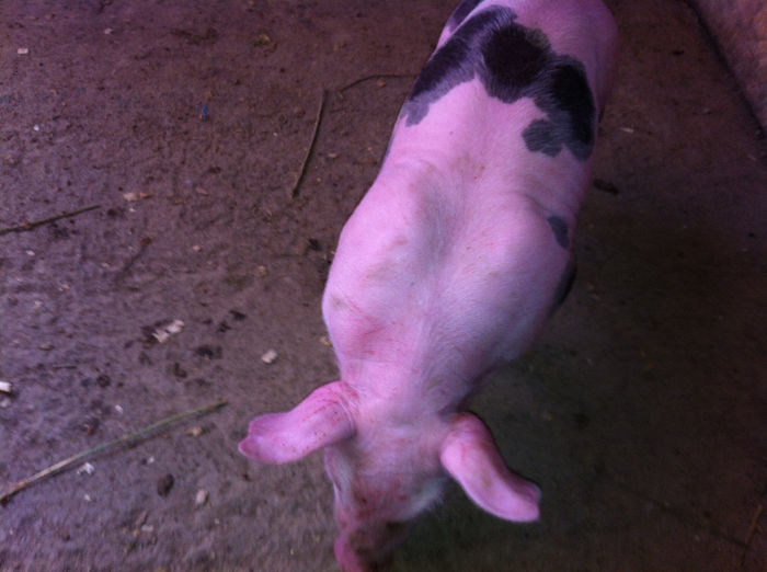 Purcei Pietrain 10 zile 030