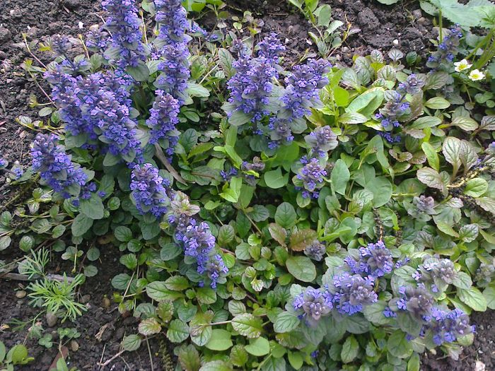 Ajuga reptans - Gradina 2014