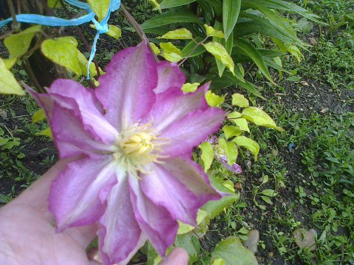 Clematita Asao - Gradina 2014