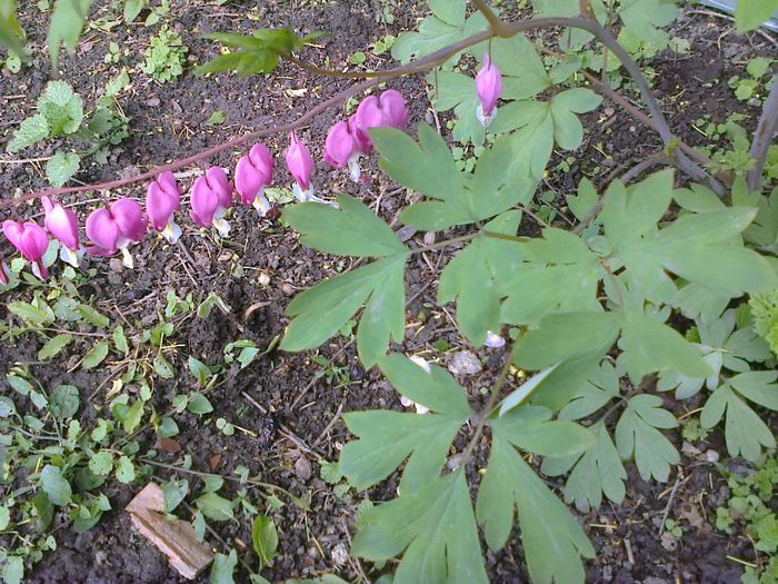 Dicentra - Gradina 2014