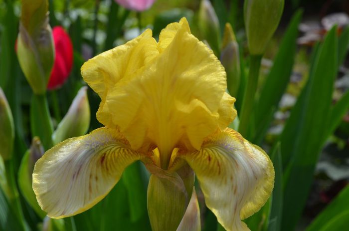 DSC_1178 - 1Gradinuta 2014