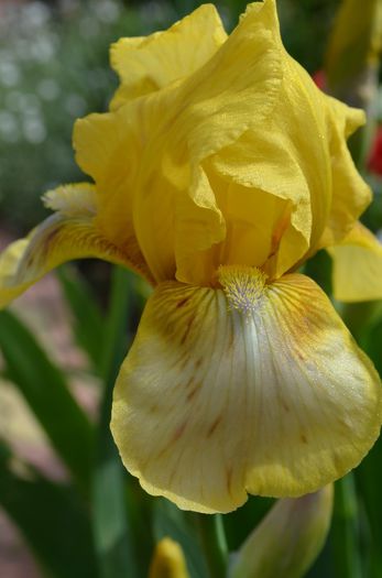 DSC_1179 - 1Gradinuta 2014