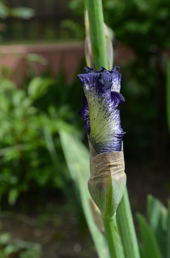 DSC_1180 - 1Gradinuta 2014