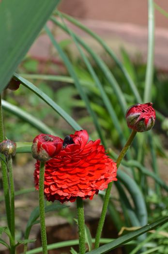 DSC_1182 - 1Gradinuta 2014