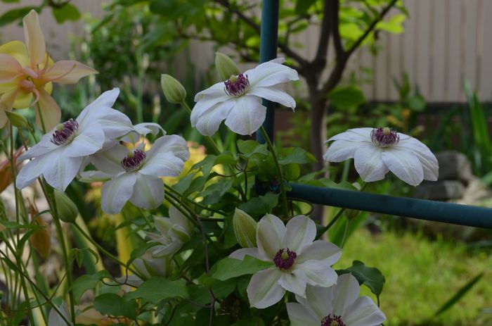 DSC_1184 - 1Gradinuta 2014