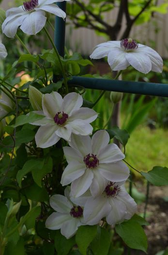 DSC_1185 - 1Gradinuta 2014