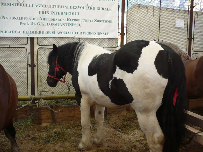 P1060728 - Agraria 2014