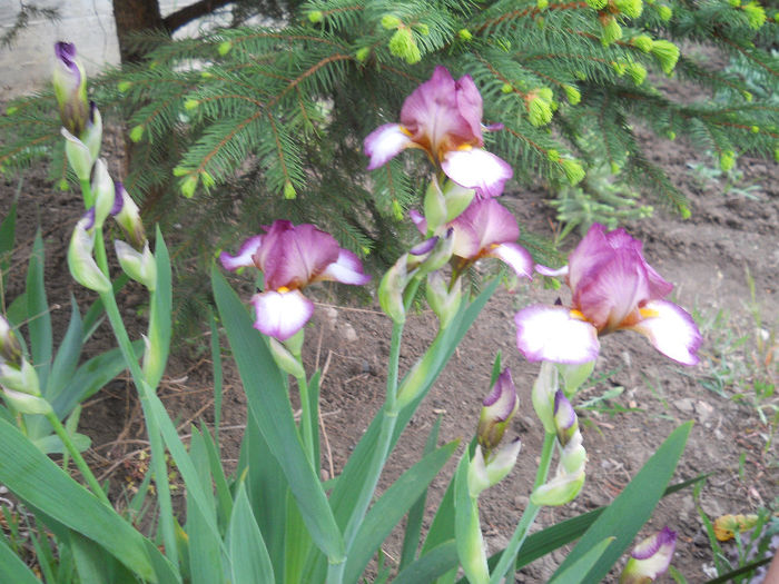 DSCN1484_007
