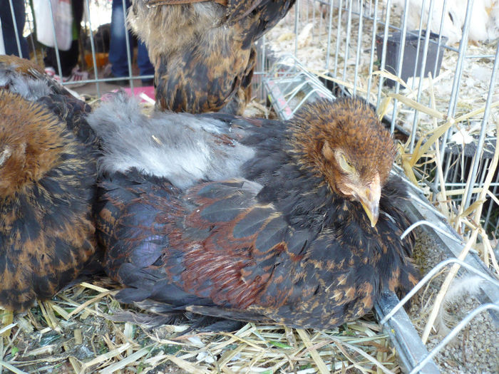 P1060760 - Agraria 2014