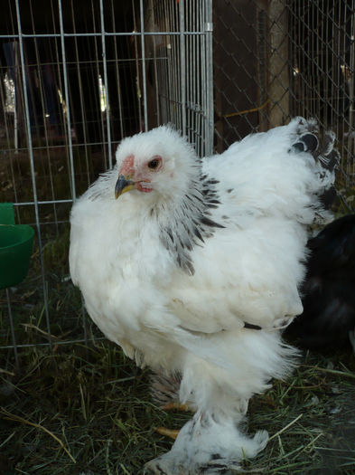 P1060767 - Agraria 2014