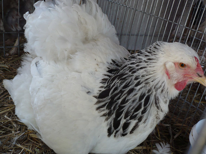 P1060773 - Agraria 2014