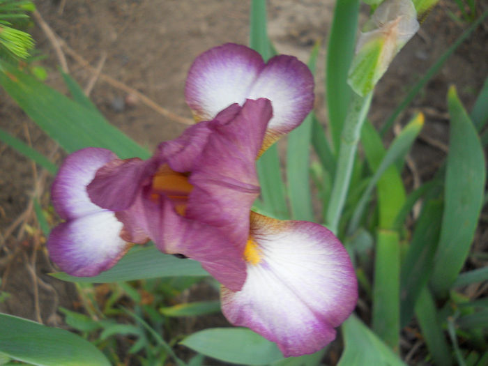 DSCN1488_011