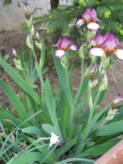 DSCN1489_012
