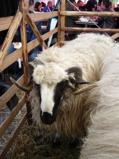 P1060795 - Agraria 2014