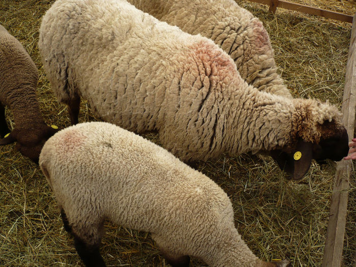 P1060796 - Agraria 2014