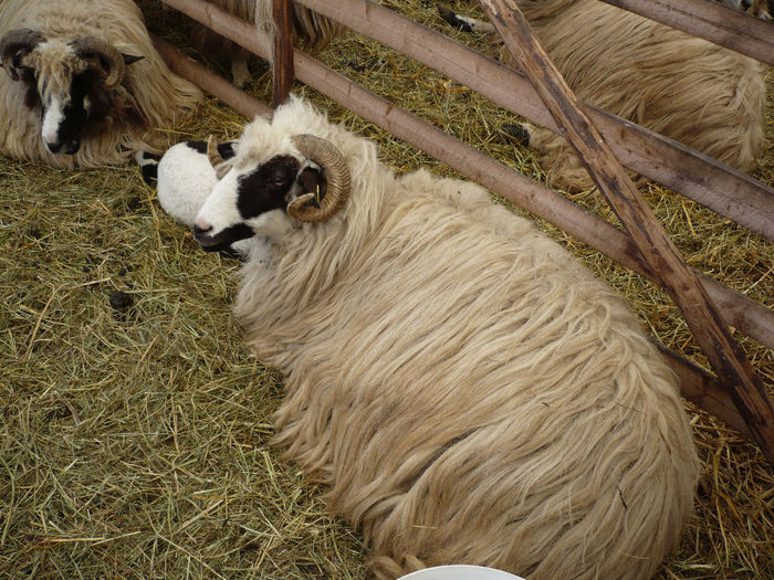 P1060797 - Agraria 2014