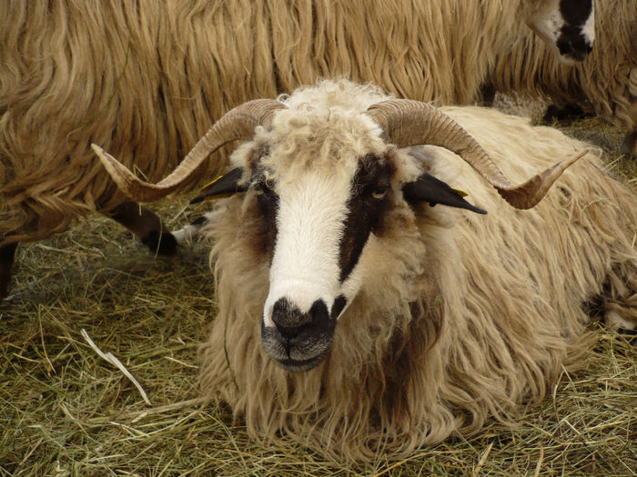 P1060801 - Agraria 2014