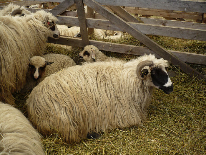 P1060812 - Agraria 2014