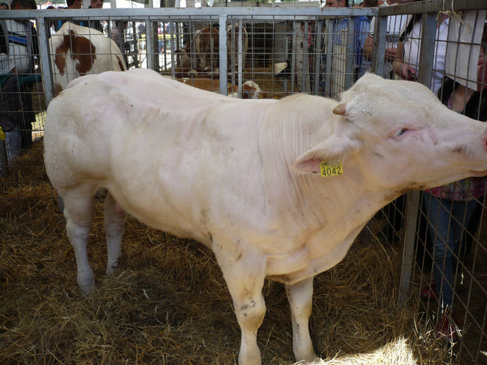 P1060816 - Agraria 2014