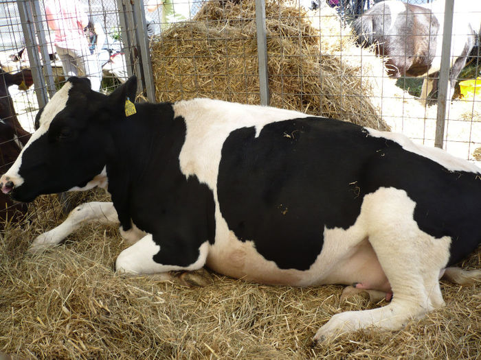 P1060822 - Agraria 2014