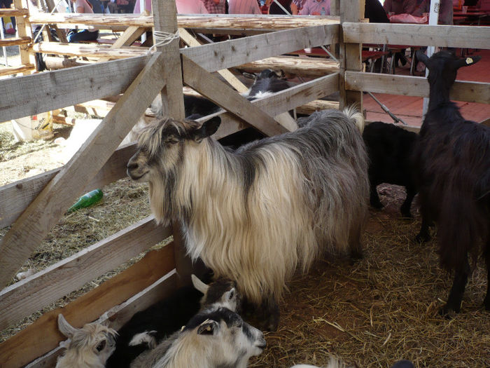 P1040539 - Agraria 2013