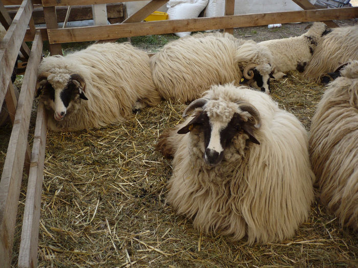 P1040543 - Agraria 2013