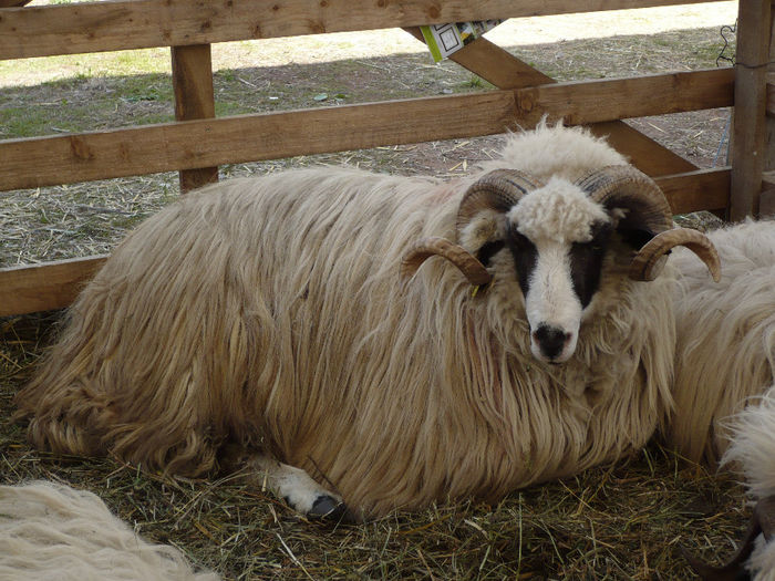 P1040545 - Agraria 2013