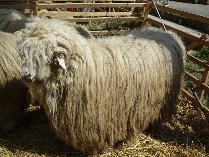 P1040557 - Agraria 2013