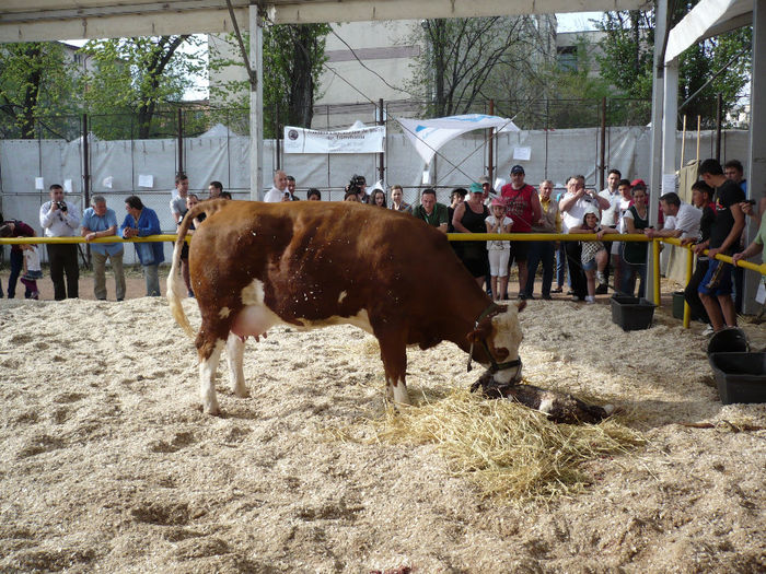 P1040655 - Agraria 2013