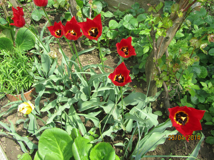 Lelele din curtea bunicii; Nu au cupa prea mare dar infloresc ultimele, cind altele au trecut.
