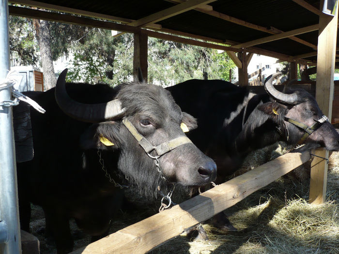 P1040580 - Agraria 2013