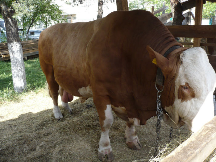 P1040583 - Agraria 2013