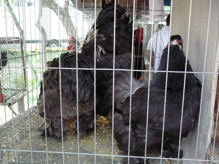 P1040609 - Agraria 2013