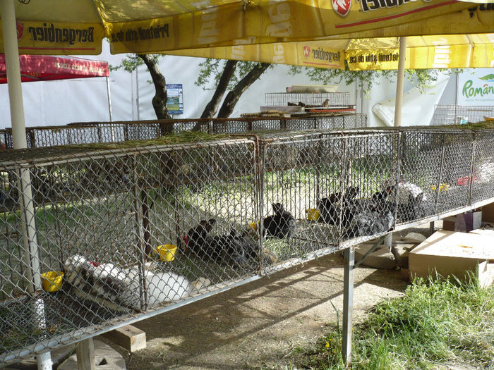 P1040619 - Agraria 2013