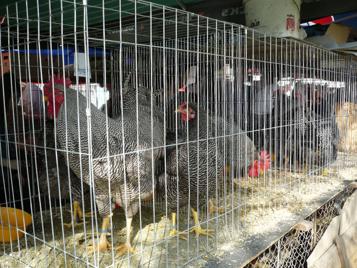 P1040623 - Agraria 2013