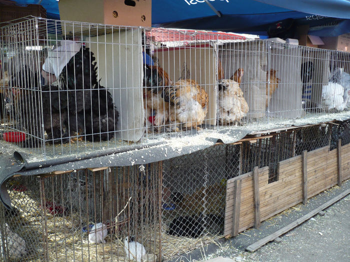 P1040625 - Agraria 2013