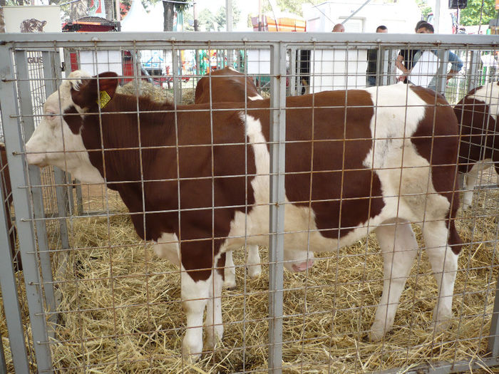 P1040630 - Agraria 2013