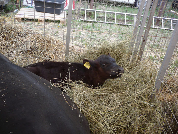 P1040637 - Agraria 2013