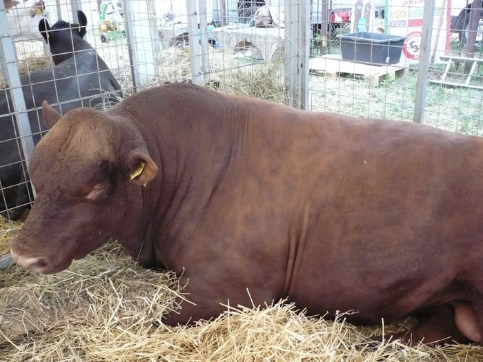 P1040638 - Agraria 2013