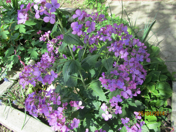 Lunaria