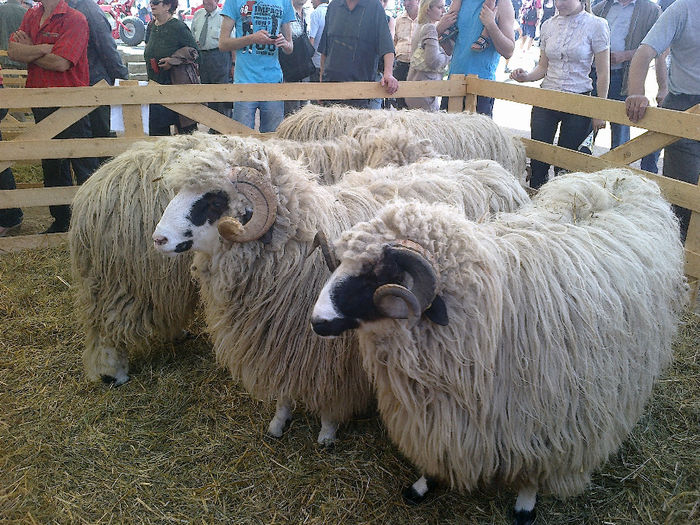 Imagine617 - Agraria 2012