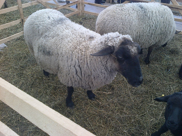 Imagine626 - Agraria 2012