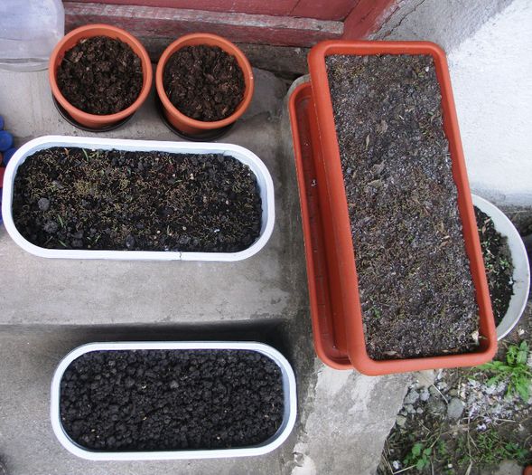 Portulaca Grandiflora; Deabia a%u015Ftept s%u0103 v%u0103d ce covor multicolor realizez din aceste minunate r%u0103saduri(ce.i drept cam dese, 
