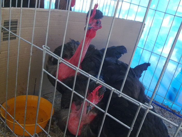 Imagine0398 - Agraria 2011