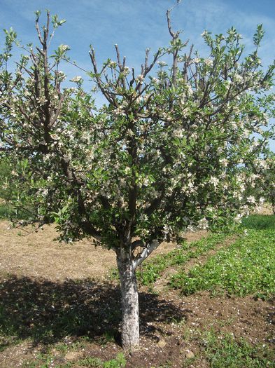 DSCF2326; Malus Domestica Starkinson.
