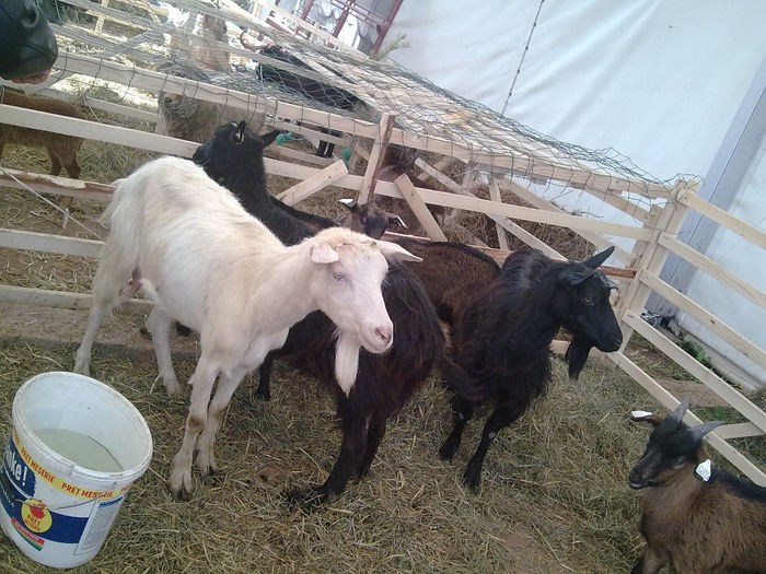 Imagine0403 - Agraria 2011