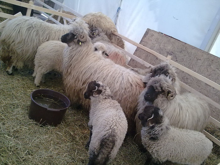 Imagine0407 - Agraria 2011