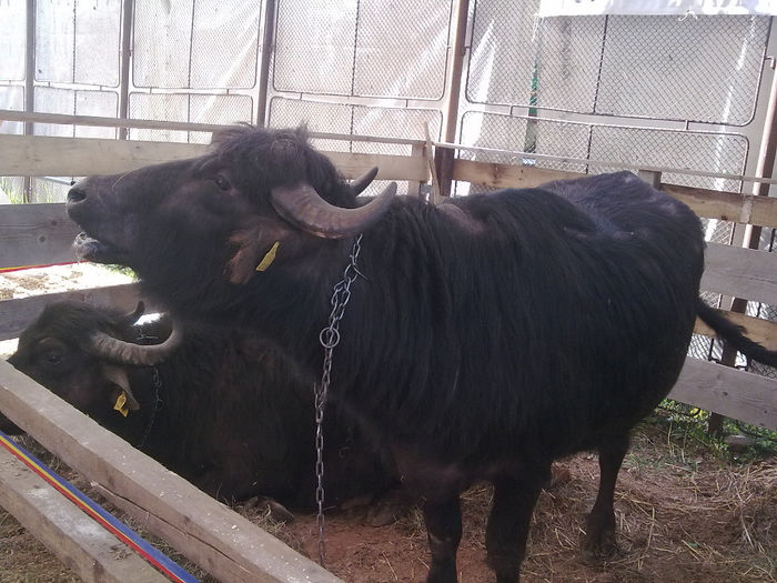 Imagine0412 - Agraria 2011