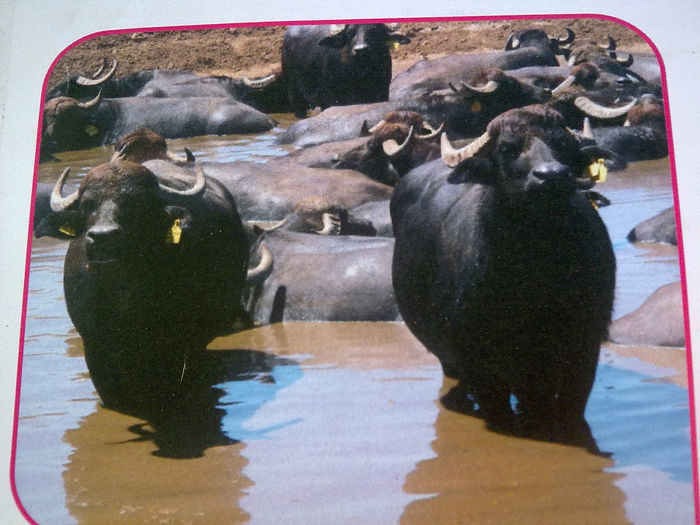 Imagine0414 - Agraria 2011